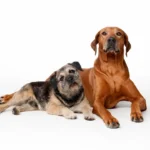 two dogs in front of a white background