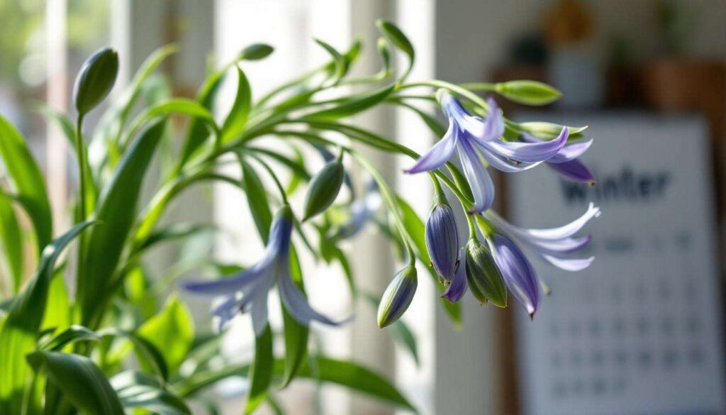 Un simple oubli d’arrosage : pourquoi autant de propriétaires d’agapanthes perdent leurs fleurs chaque hiver